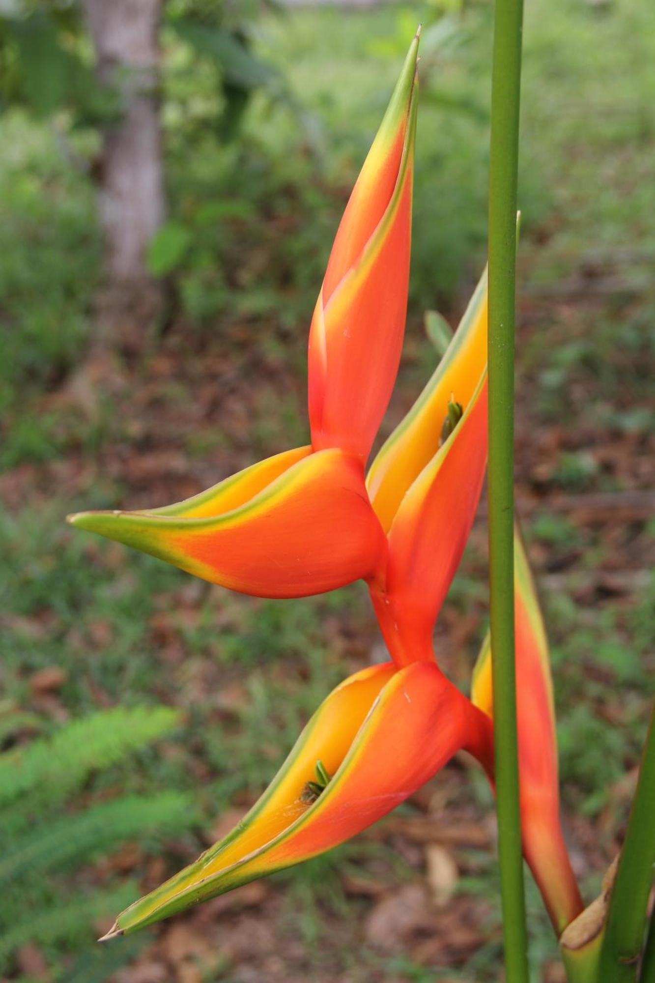 Purachata Ecolodge Iquitos Luaran gambar